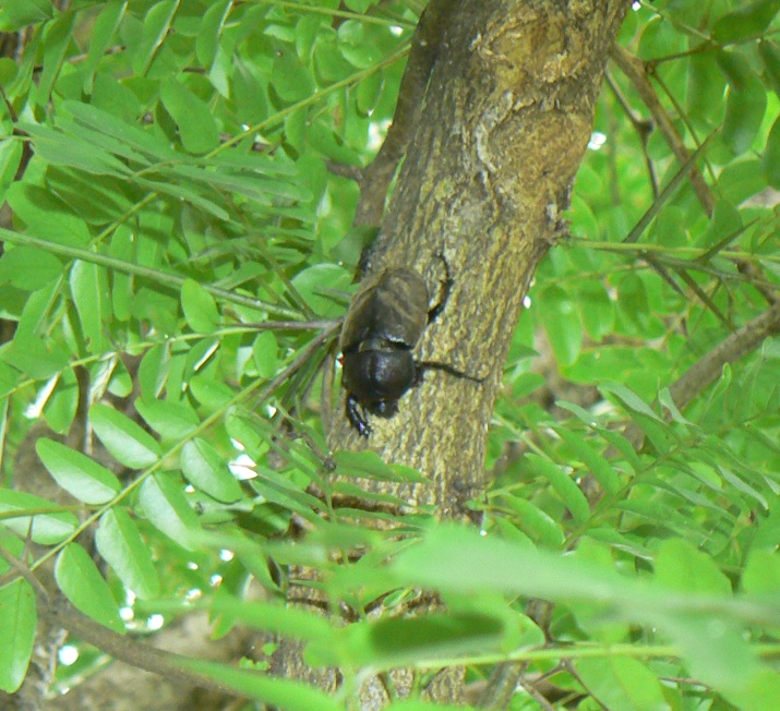 サイカチ（通称カブトムシ）の木_今年2度目のカブトムシ1♀_2021年7月11日_15時 気温33度